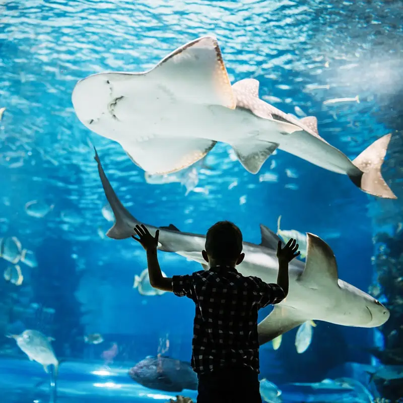 A young boy watches sharks and fish swimming at an aquarium.